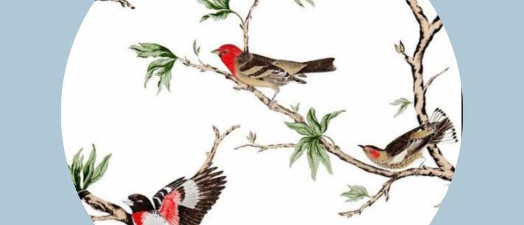Crónicas del subsuelo: Los pájaros de Asia, una obrita encantadora