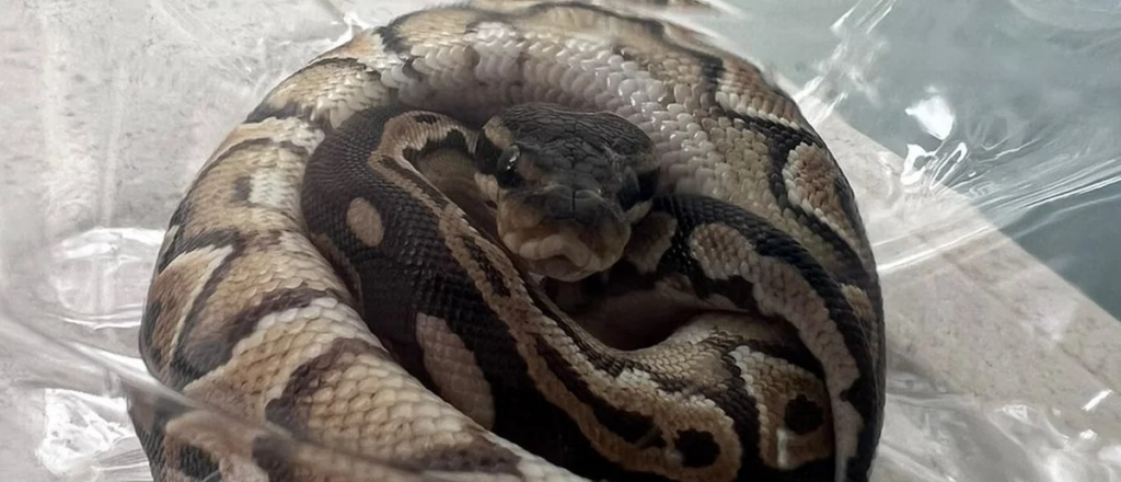 De terror: apareció una serpiente pitón en su balcón