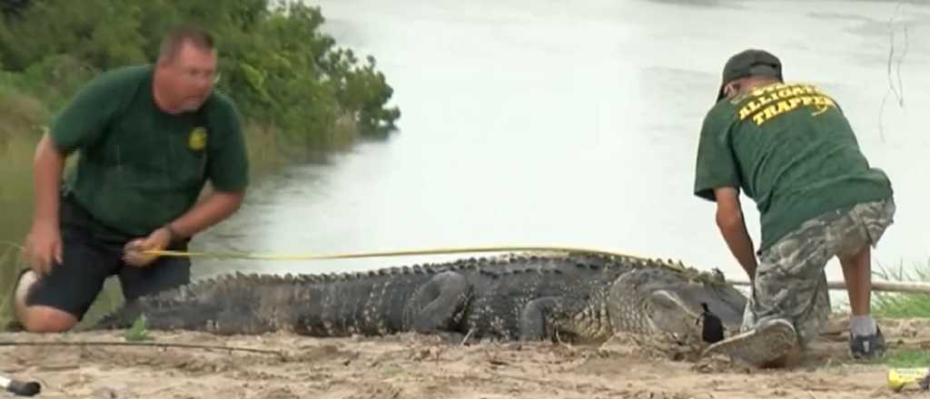 Un caimán de 3 metros le comió el brazo a un hombre en Florida