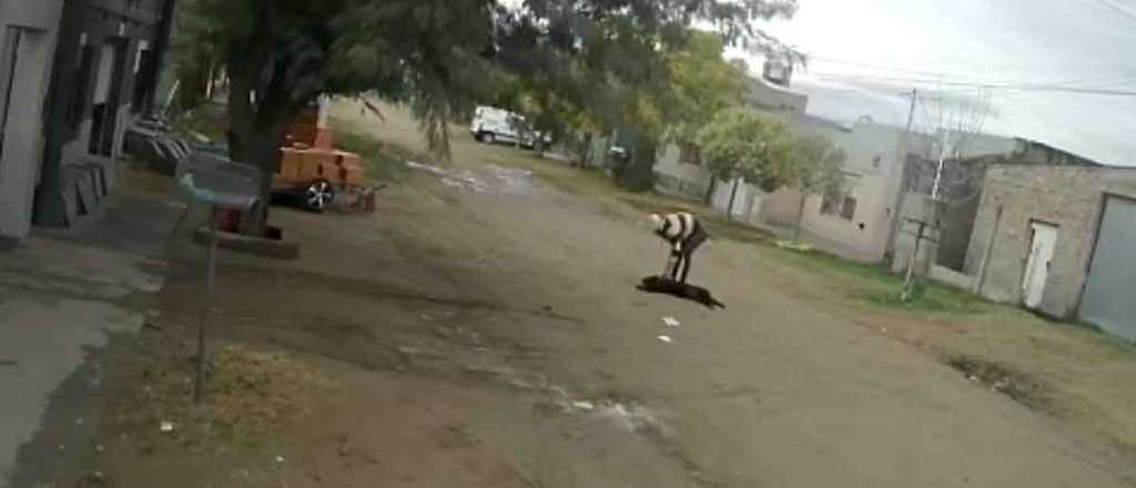 Video: golpe&oacute; a su perro varias cuadras hasta dejarlo inconsciente