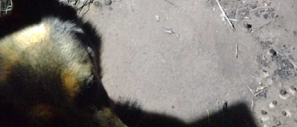 Perros polic&iacute;as recuperan cosas robadas en el Este mendocino