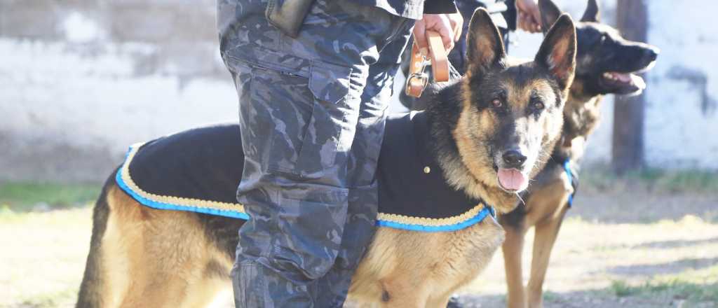 Perros policías recuperan cosas robadas en el Este mendocino