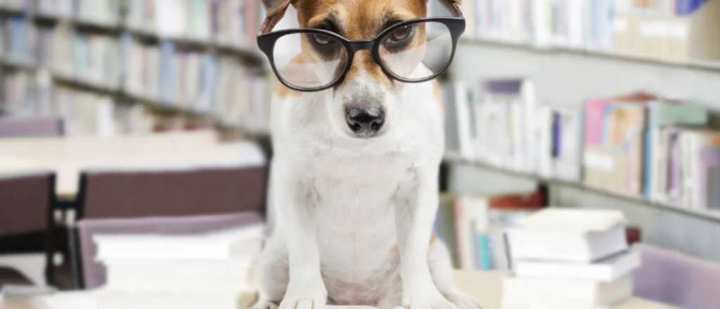Los perros más inteligentes y populares en Argentina 