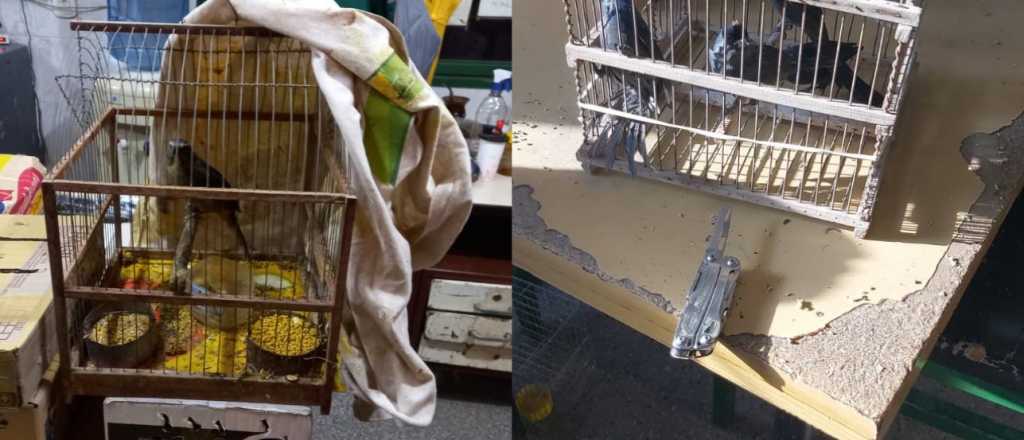 Detuvieron a un vehículo que entraba a Mendoza con aves de contrabando
