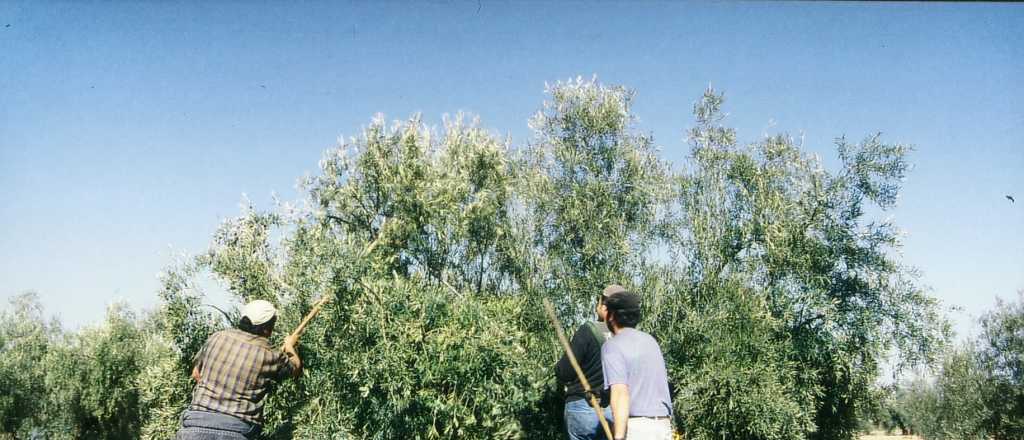 Un cosechador de aceituna cobrará $360.000 por mes en Mendoza esta temporada