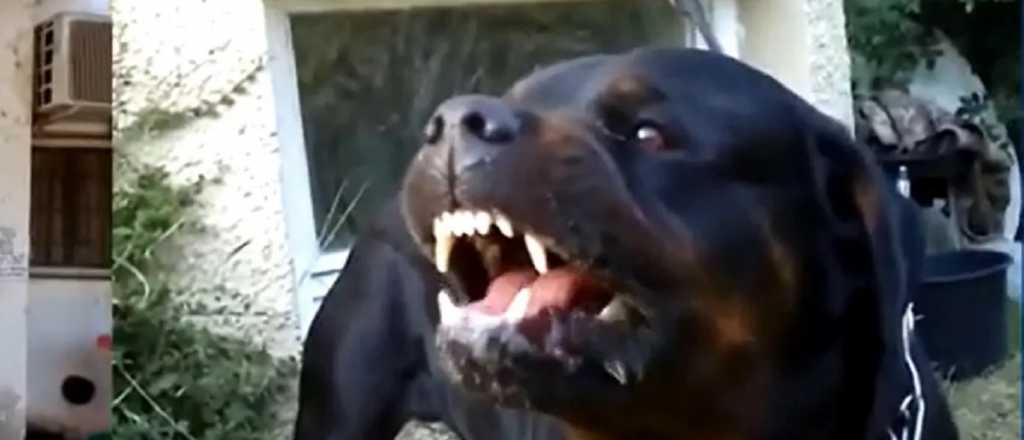 Una nena de 3 años fue atacada por un Rottweiler en su casa de Maipú