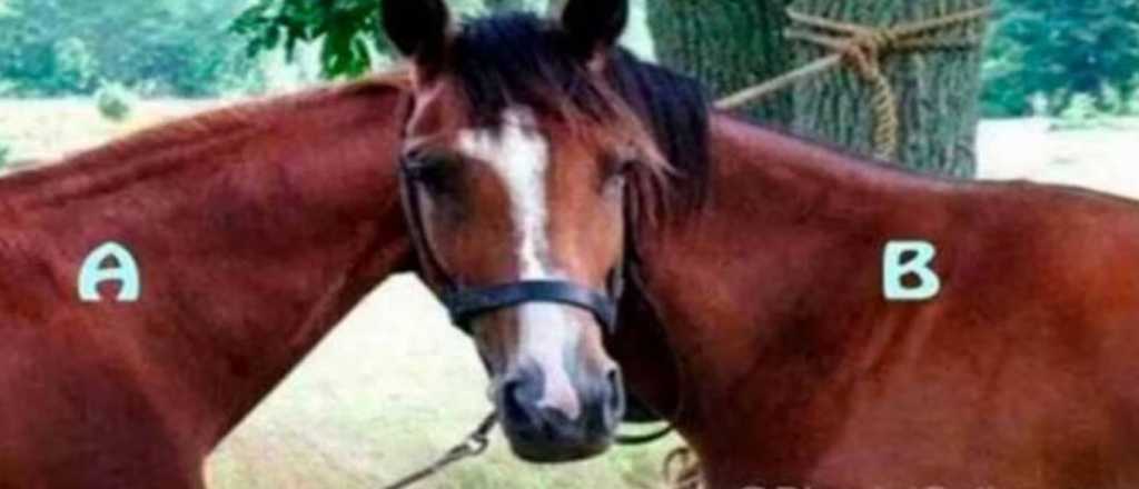 Prueba visual: &iquest;Cu&aacute;l caballo est&aacute; adelante?