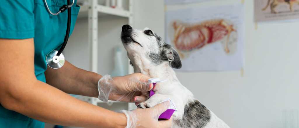 Esterilizaci&oacute;n o castraci&oacute;n: &iquest;qu&eacute; es lo mejor para tu mascota?