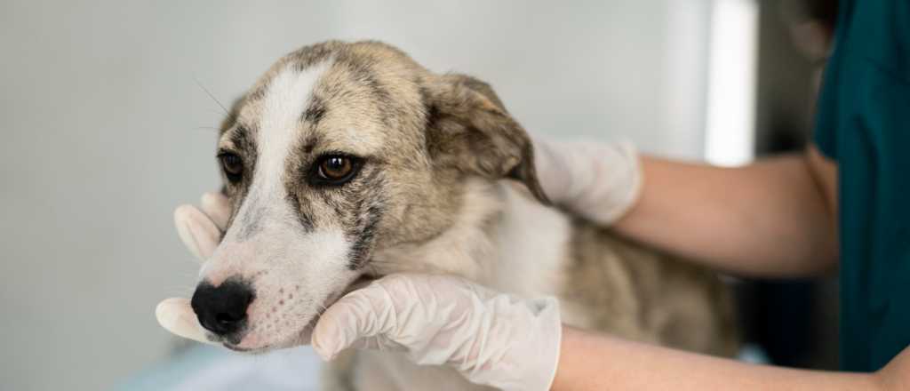 Remedios caseros efectivos contra las garrapatas