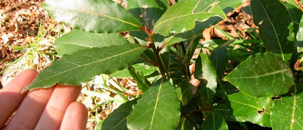 Las hojas que tenés que poner en tu casa para tener suerte en 2024