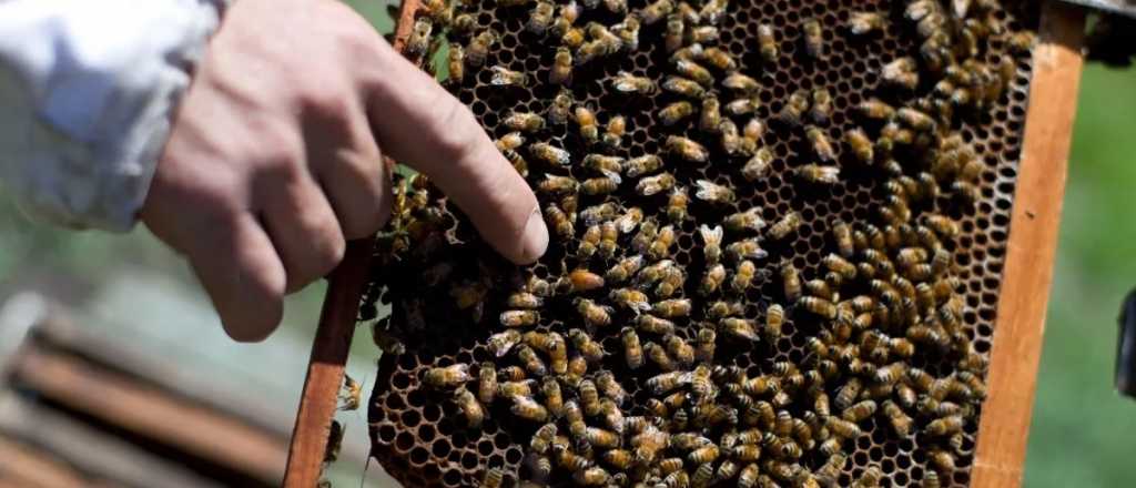 Un hombre murió picado por un enjambre de abejas
