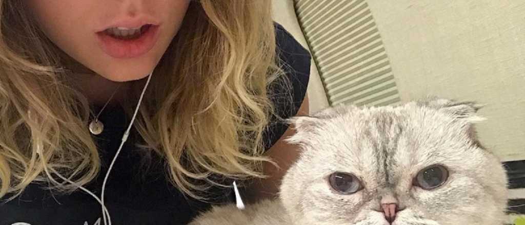 La gata de Taylor Swift está entre las mascotas más ricas del mundo