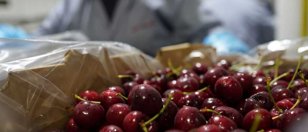 Qué factores afectan a la cereza y elevan su precio esta temporada en Mendoza