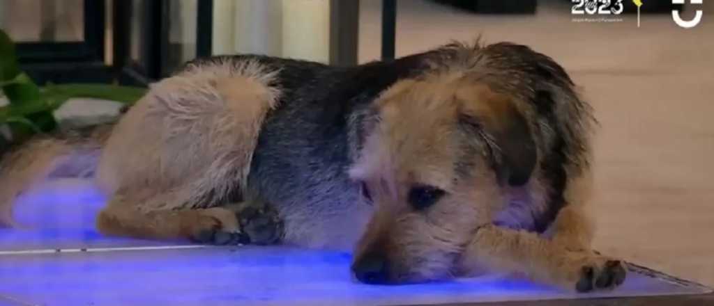 Video: indignación por un perro maltratado en Gran Hermano Chile