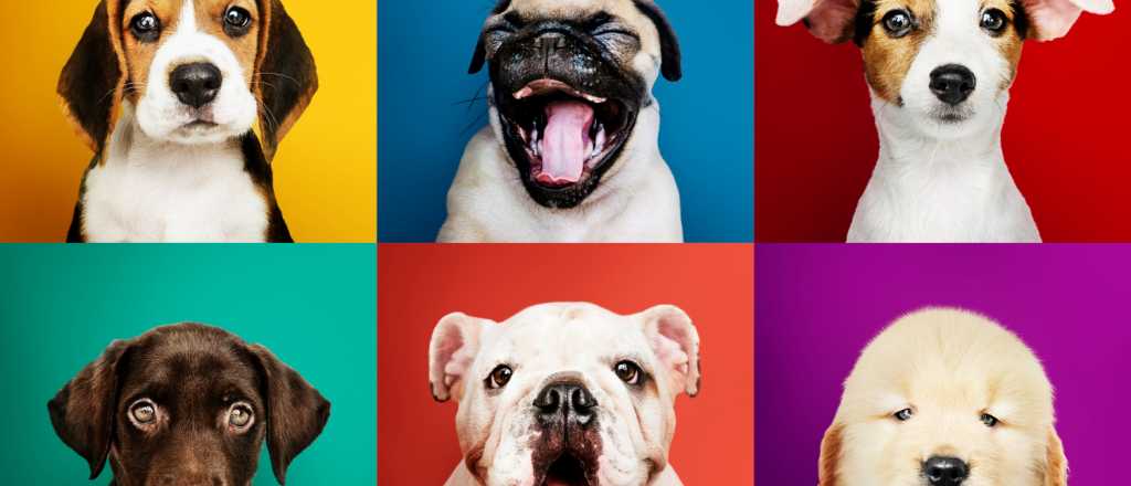 &iexcl;Mimos y moderaci&oacute;n! c&oacute;mo cuidar a tus mascotas sin "excederte"