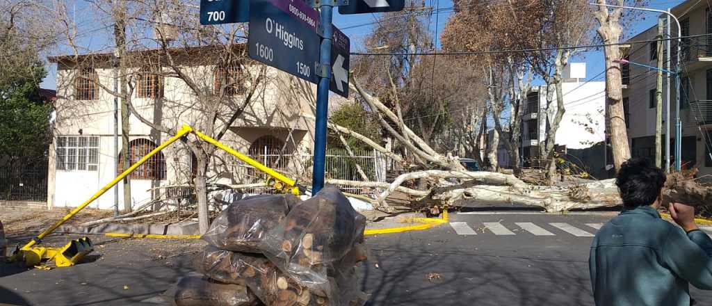 Video: un árbol grande se cayó sobre una casa en Godoy Cruz