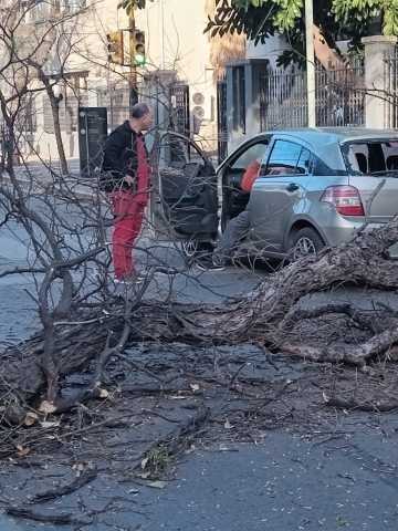 El Zonda tiró árboles y cables en todo el Gran Mendoza - Mendoza Post