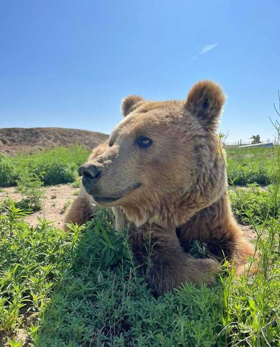 Así disfruta la osa Sorpresa de su vida en un santuario de EE.UU ...
