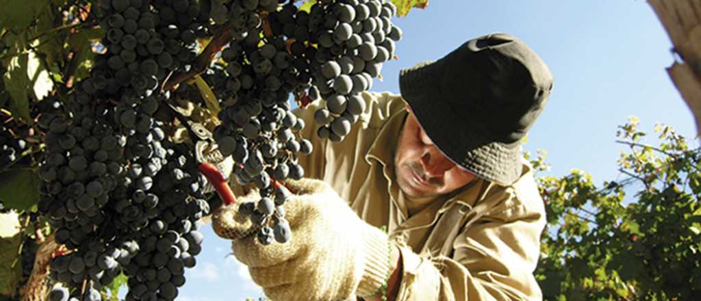El Gobierno eliminó las retenciones a las exportaciones de vino
