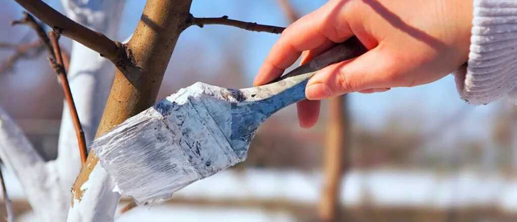 &Aacute;rboles de blanco: la raz&oacute;n por la que se pintan los troncos