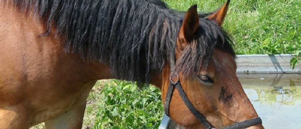 Un caballo pateó a un niño de 2 años y está grave en el Fleming