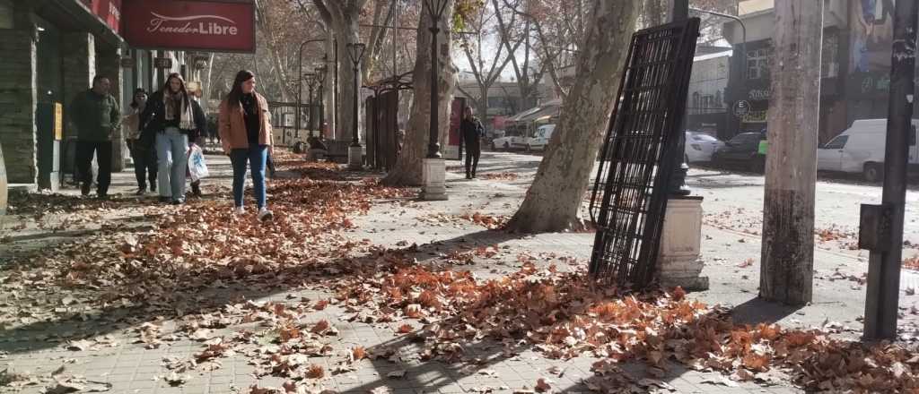 El Zonda pasó por el Gran Mendoza: dejó árboles y postes caídos
