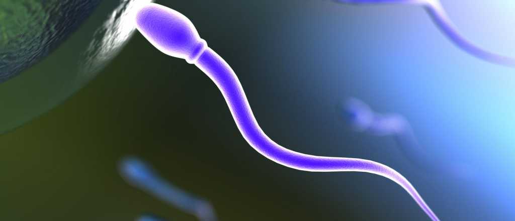 ¿Por qué han caído los espermatozoides en el mundo?