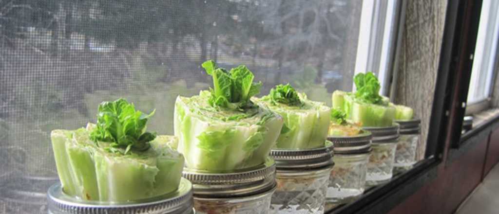 Como germinar una lechuga sin semillas