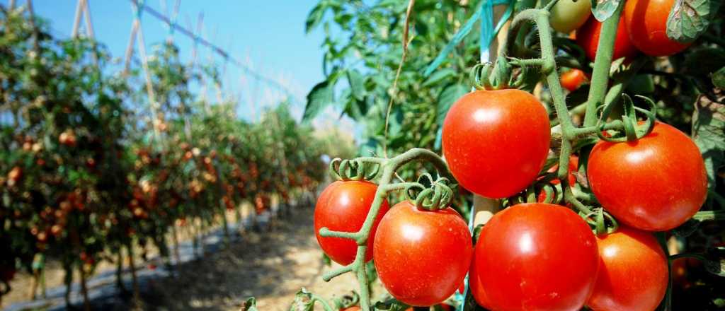 Aumentó un 7% la superficie cultivada con tomate en Mendoza