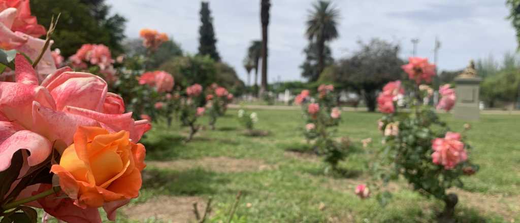 El fin de semana regalarán rosales en el Parque General San Martín