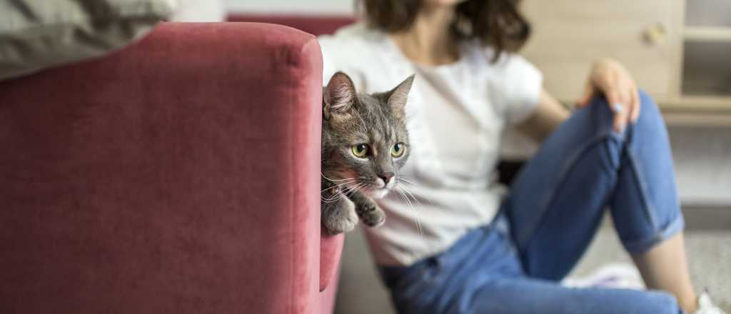 Soluciones para que tu gato no arañe el sofá