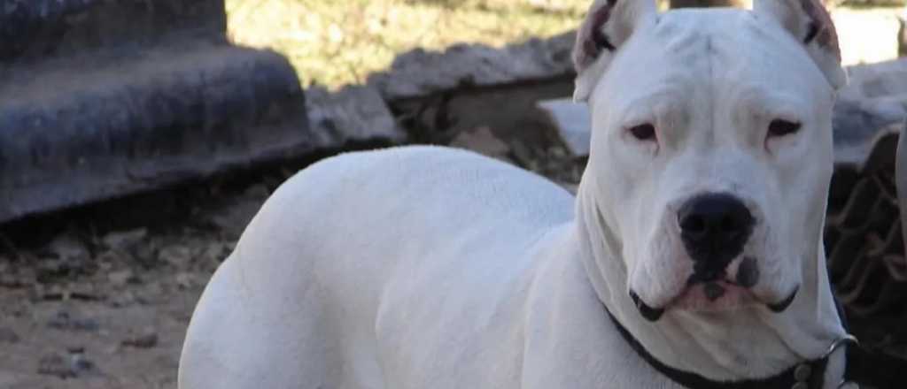 Una perra dogo mordió en la cara a un nene de 6 años en La Paz