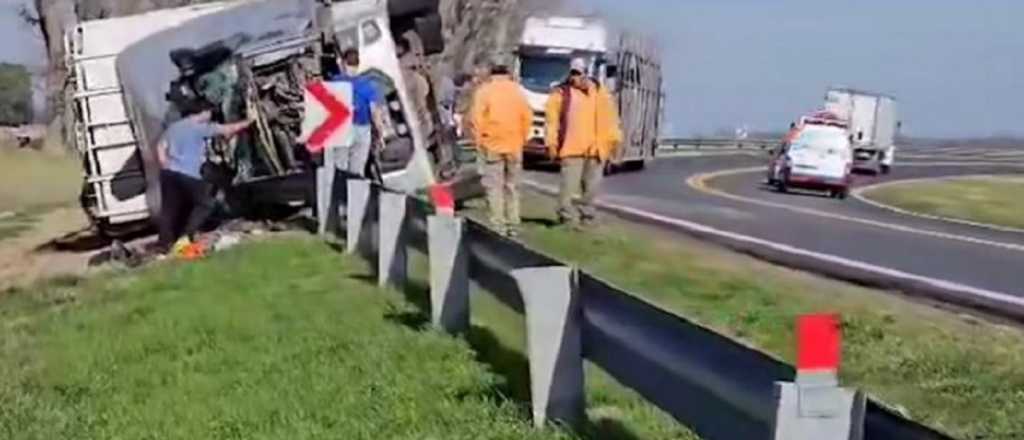 Videos: volcó un camión en Buenos Aires y los vecinos faenaron las vacas