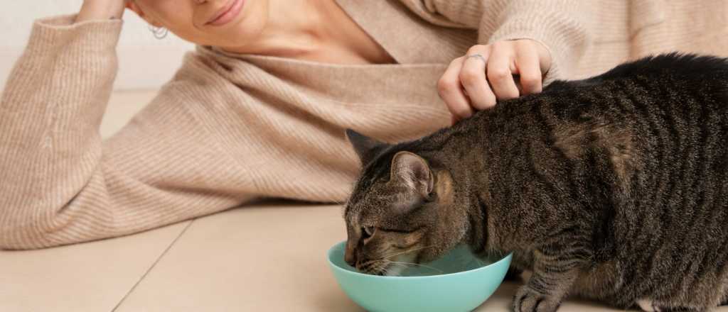 Cuida a tu felino: los alimentos que jam&aacute;s debe probar