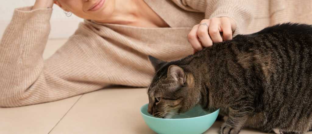Cuida a tu felino: los alimentos que jamás debe probar