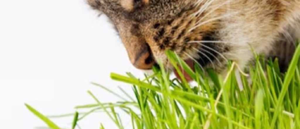 Catnip, el secreto del pasto que vuelve locos a los gatos: c&oacute;mo cultivarlo