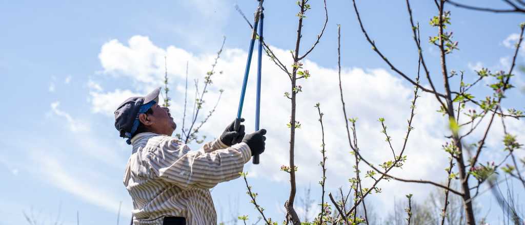 Investigan la muerte de hombre que se habría caído podando en su casa