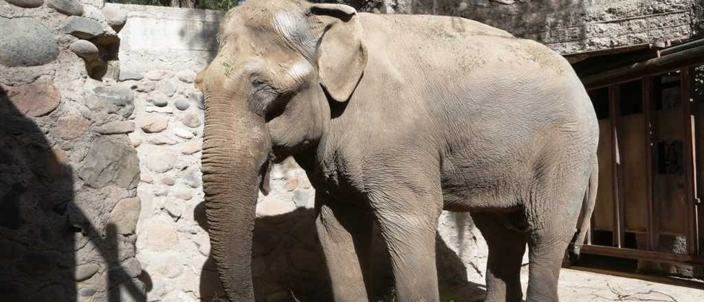 Comienzan la adaptación del elefante Tamy en el Ecoparque