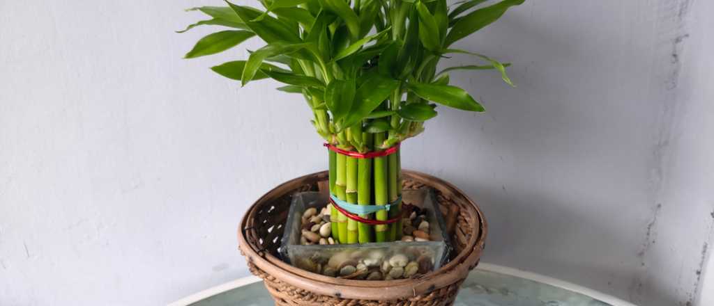 As&iacute; pod&eacute;s cuidar la planta que trae fortuna y bienestar