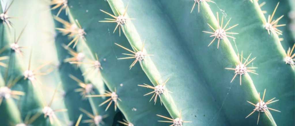 Prueba visual: &iquest;te anim&aacute;s a encontrar al objeto p&eacute;rdido en la imagen?