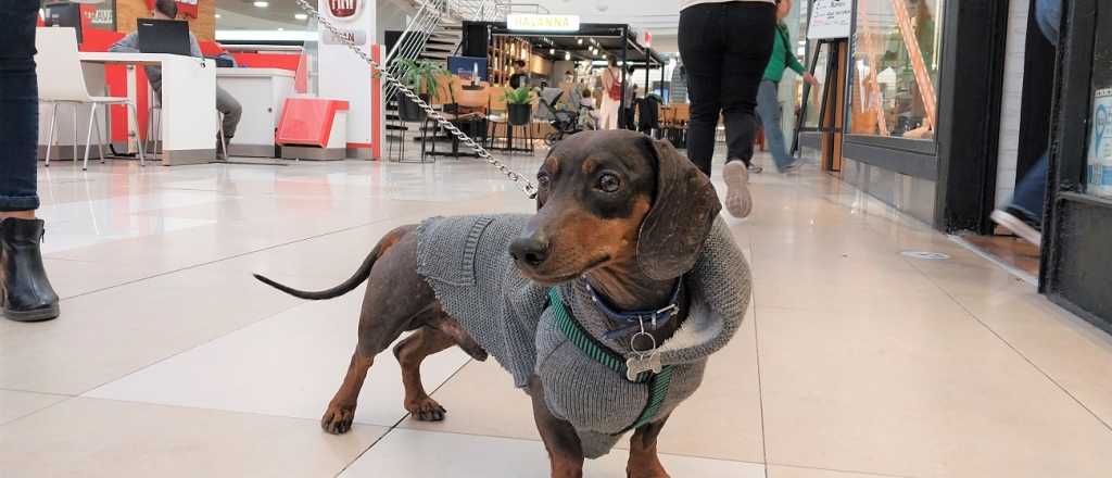 Este es el primer shopping de Mendoza que abre sus puertas a perros y gatos
