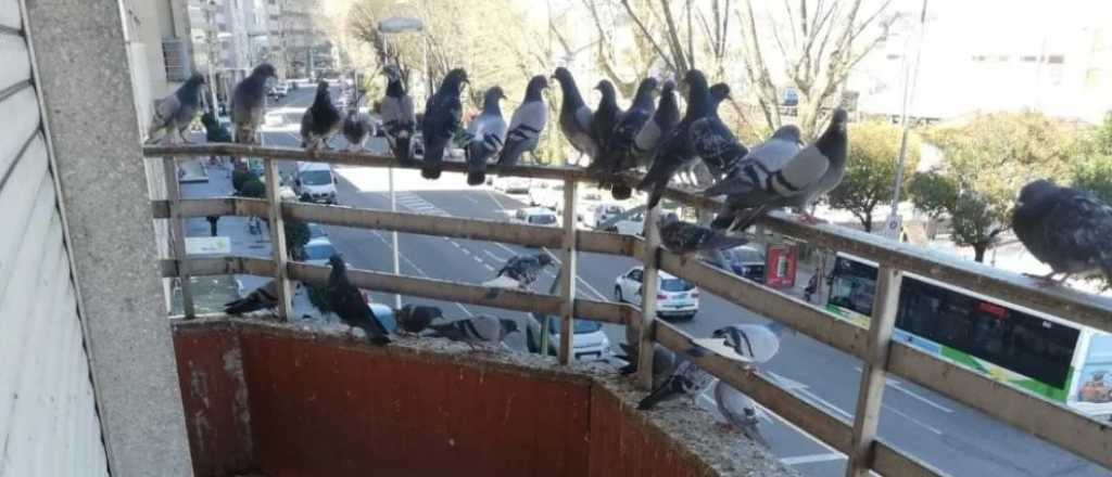 C&oacute;mo ahuyentar a las palomas del balc&oacute;n o el patio de tu casa