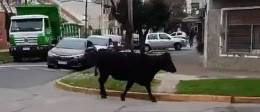 Video: volcó un camión con vacas, algunas murieron y otras andan sueltas 