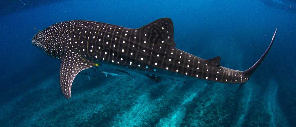 El fascinante mundo del Tibur&oacute;n Ballena, celebramos su grandeza