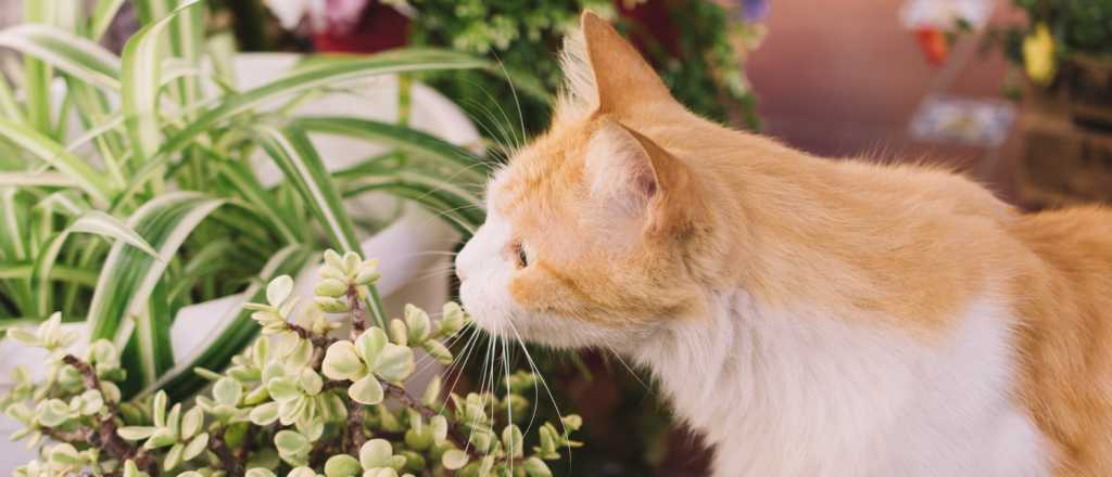 El mundo del olfato en los gatos: secretos y estímulos