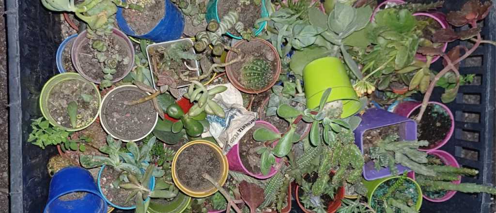 Detuvieron una mujer por robar plantas en pleno centro de Mendoza