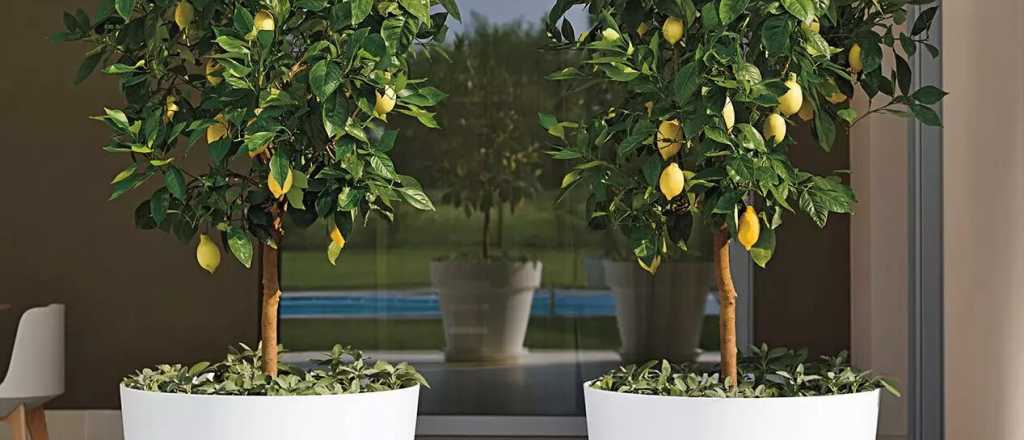 Todo sobre el cultivo de &aacute;rboles frutales en maceta