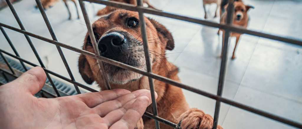 El PJ presentó un proyecto de subsidios para adoptar perros en Mendoza