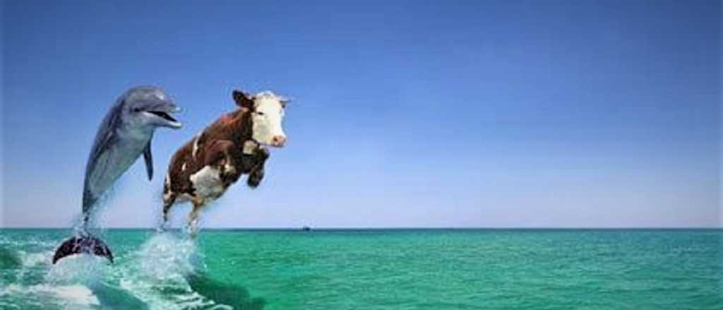 ¿Las vacas pueden nadar?