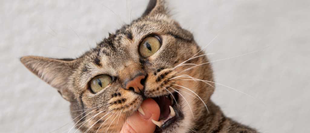 Vivir con un gato: los beneficios emocionales que confirman los estudios